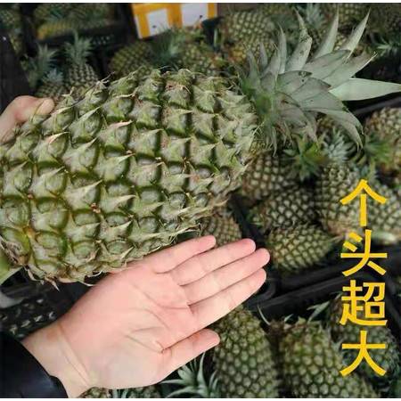 爆甜多汁，金鉆鳳梨大果 來(lái)自產(chǎn)地的當(dāng)季新鮮之選